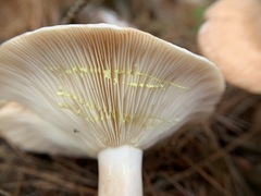 Lactarius vinaceorufescens