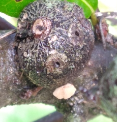 Callirhytis quercusbatatoides