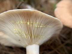 Lactarius vinaceorufescens