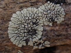 Dimelaena