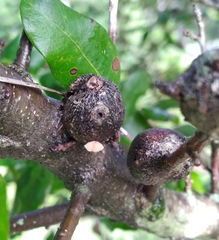 Callirhytis quercusbatatoides