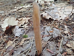 Clavariaceae