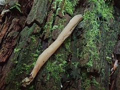 Clavariaceae