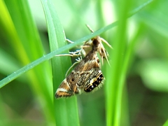 Petrophila fulicalis