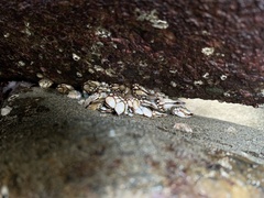 Pollicipes polymerus