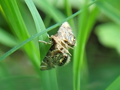 Petrophila fulicalis