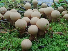 Lycoperdaceae