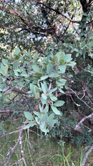 Quercus grisea