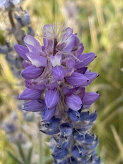 Lupinus lepidus