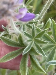 Lupinus lepidus