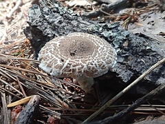 Lepiota