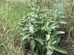 Pherotrichis schaffneri