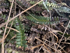 Blechnum penna-marina