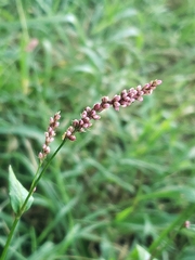 Persicaria extremiorientalis
