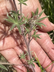 Lupinus lepidus