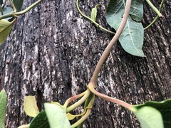 Parsonsia