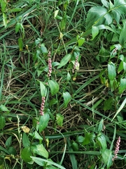 Persicaria extremiorientalis