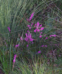 Hypocalymma robustum