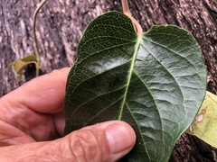 Parsonsia