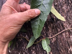 Parsonsia