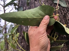 Parsonsia