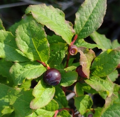 Vaccinium membranaceum