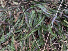 Blechnum penna-marina