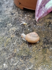 Bradybaena similaris