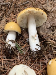 Media resource of Russula claroflava