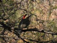 Colaptes melanochloros