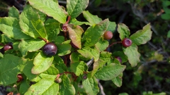 Vaccinium membranaceum