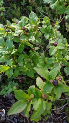 Vaccinium membranaceum