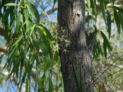 Dendrobium canaliculatum