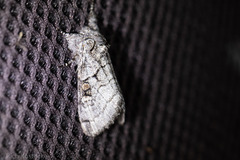 Pseudopanthea palata