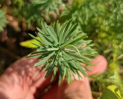 Euphorbia cyparissias