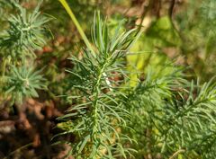 Euphorbia cyparissias