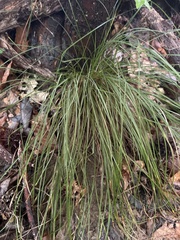 Allium vineale