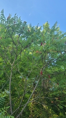 Rhus typhina
