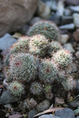 Mammillaria zeilmanniana