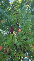 Rhus typhina