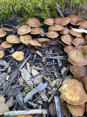 Psathyrella piluliformis