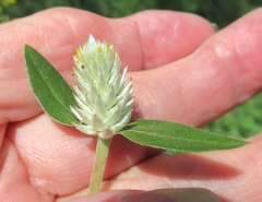 Gomphrena serrata