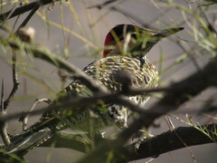 Colaptes melanochloros