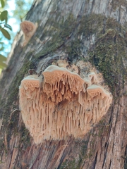 Subantrodia juniperina