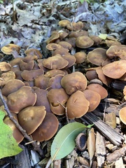 Psathyrella piluliformis