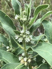 Pherotrichis schaffneri