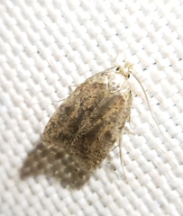 Agonopterix thelmae