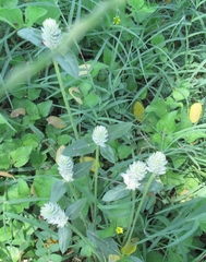 Gomphrena serrata