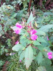 Impatiens glandulifera