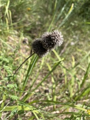 Menthinae